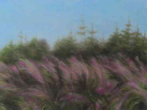 Pink Grasses PEI